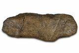 Dinosaur (Triceratops) Frill Shield/Skull Section - Wyoming #379896-1